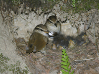 숲새 Cettia squameiceps | short-tailed bush warbler