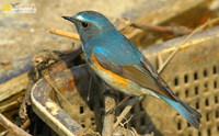 Fig. 17  Red-flanked Bluetail : 유리딱새