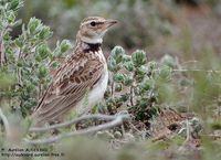 Alouette monticole - Melanocorypha bimaculata - Bimaculated Lark - photo de Aurelien Audevard