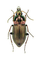 キンナガゴミムシ 5 exs. Pterostichus planicollis