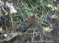 Japanese Accentor  » Prunella rubida