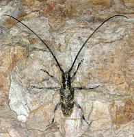 Monochamus galloprovincialis pistor