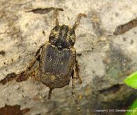 Valgus hemipterus