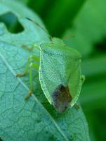 Palomena viridissima