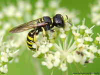 Ectemnius cephalotes