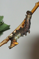 Notodonta tritophus - Three-humped Prominent