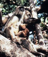 Hanuman langur (Semnopithecus entellus)