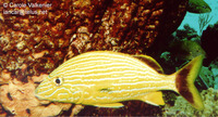 Haemulon sciurus, Bluestriped grunt: fisheries, aquarium