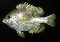 Wattsia mossambica, Mozambique large-eye bream: fisheries