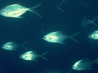 Trachinotus baillonii, Smallspotted dart: fisheries, gamefish