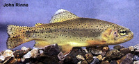 Oncorhynchus apache, Apache trout: gamefish