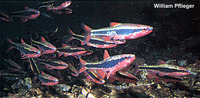 Luxilus pilsbryi, Duskystripe shiner: