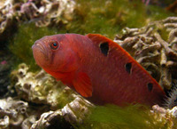 Pholis gunnellus, Rock gunnel: aquarium