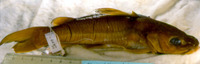 Amarginops habereri, : fisheries