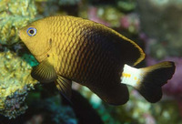 Stegastes baldwini, Baldwin's major: