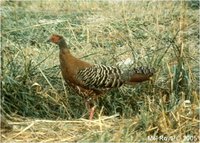 Siamese Fireback Pheasant Lophura diardi