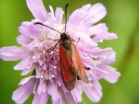 Zygaena minos