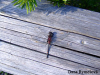 Leucorrhinia dubia - White-Faced Dragonfly