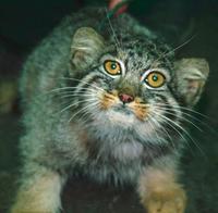 Image of: Felis manul (Pallas' cat)