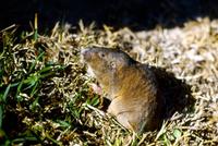 Image of: Geomys breviceps (Baird's pocket gopher)