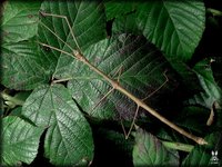 Lonchodes mindanaense