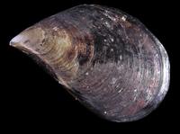 Mytilus galloprovincialis - Mediterranean Mussel