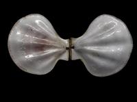 Pseudamussium clavatum