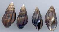 Melanopsis costata