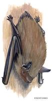 Image of: Myotis lucifugus (little brown bat)