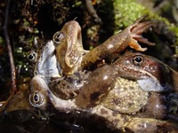 Rana temporaria - European Common Frog