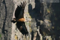 Gyps fulvus - Griffon Vulture