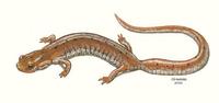 Image of: Hemidactylium scutatum (four-toed salamander)