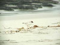 Charadrius rubricollis - Hooded Plover