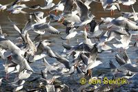 Larus ridibundus - Common Black-headed Gull