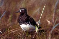 Arenaria melanocephala - Black Turnstone