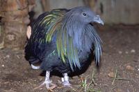 Caloenas nicobarica - Nicobar Pigeon