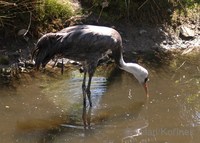 Grus monacha - Hooded Crane