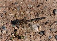 Image of: Gomphus spicatus