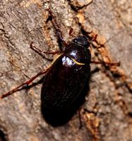 Image of: Phyllophaga