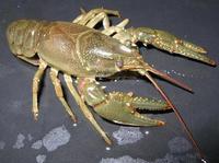 Image of: Orconectes virilis (virile crayfish)