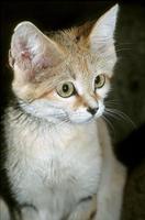Felis margarita - Sand Cat