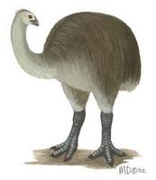 Image of: Anomalopteryx didiformis