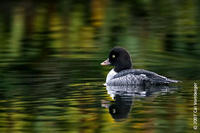 Image of: Bucephala islandica (Barrow's goldeneye)