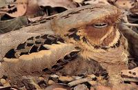 Image of: Caprimulgus macrurus (large-tailed nightjar)