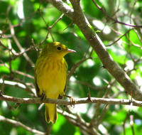 Image of: Dendroica petechia (yellow warbler)
