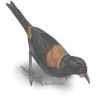 Image of: Philesturnus carunculatus (saddleback)