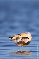 Image of: Recurvirostra americana (American avocet)