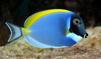 Acanthurus leucosternon - Powder Blue Tang