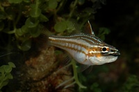 Apogon margaritophorus - Pearly Cardinalfish