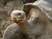 Image of: Geochelone nigra (Galapagos tortoise)